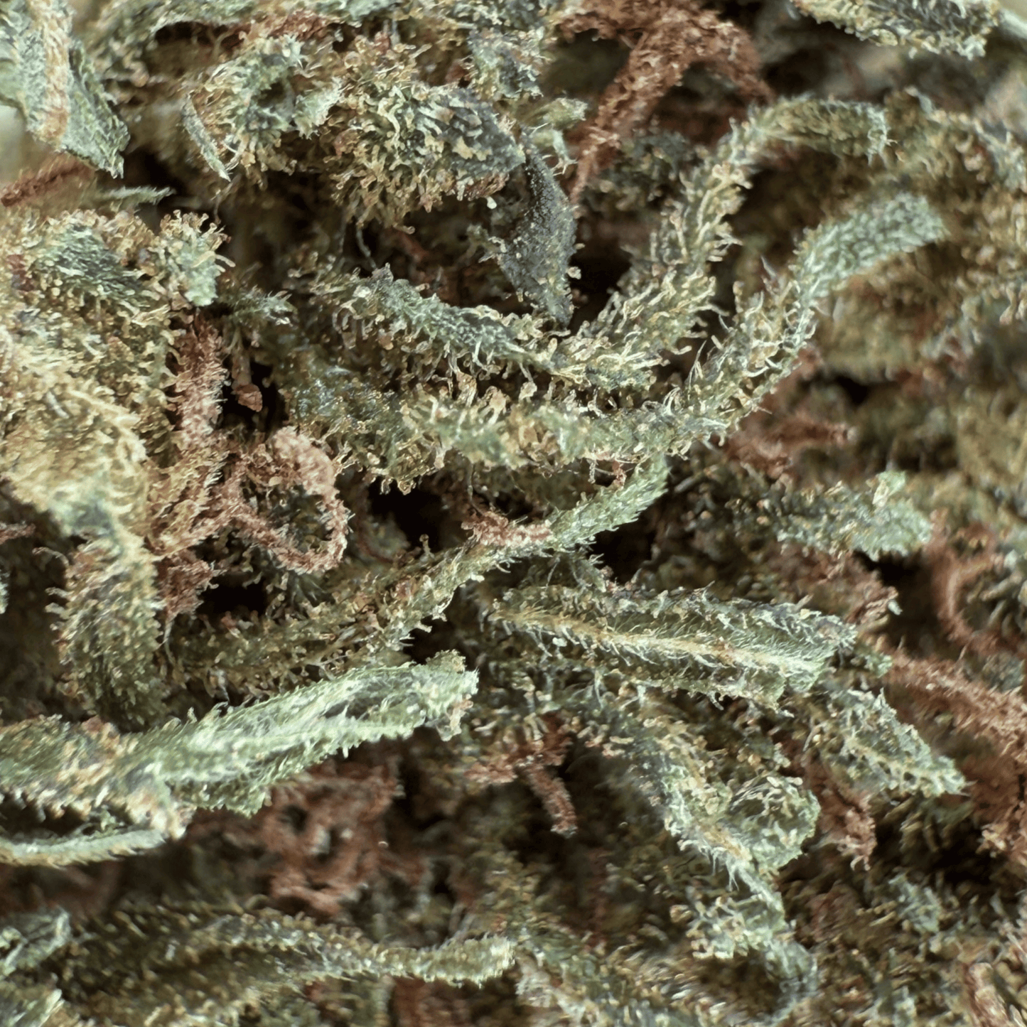 PASSION HAZE - PETITE FLEUR DE CBD BIO
