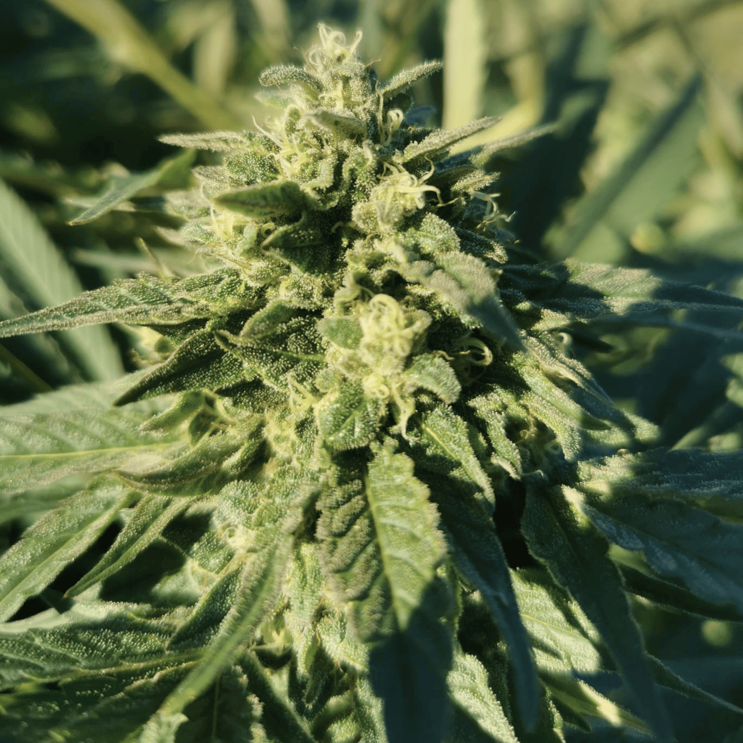 OG KUSH - FLEUR DE CBD BIO