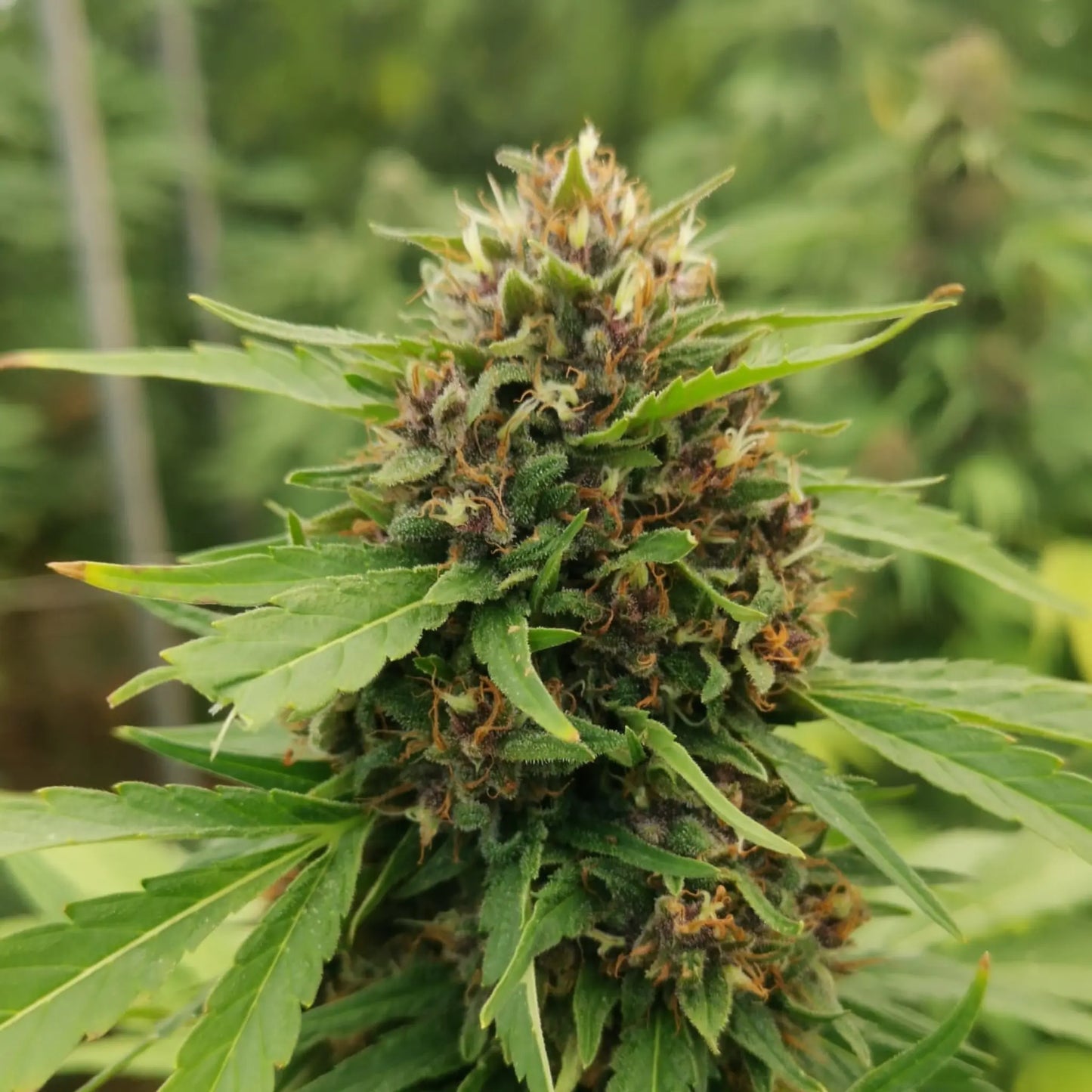 PINK SHARK - FLEUR DE CBD BIO La ferme en herbe