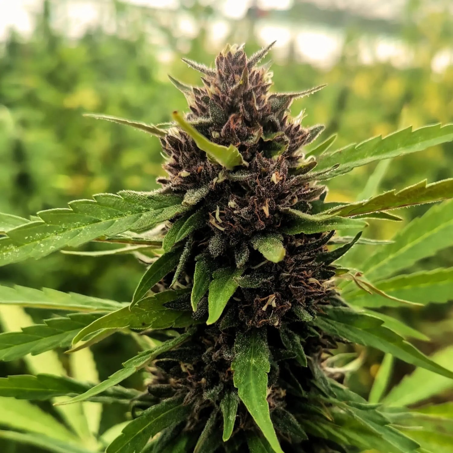 PURPLE CAKE - FLEUR DE CBD BIO La ferme en herbe