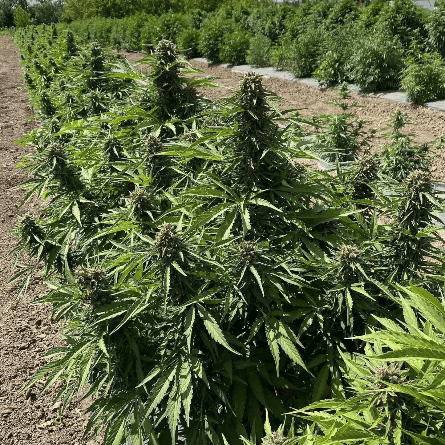 OG KUSH - FLEUR DE CBD BIO