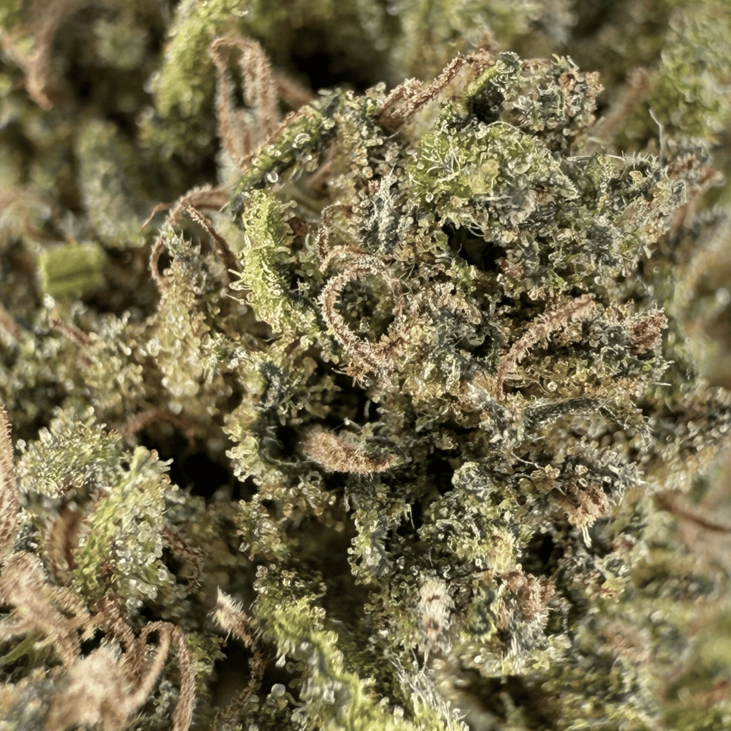 SOUR DIESEL - FLEUR DE CBD BIO