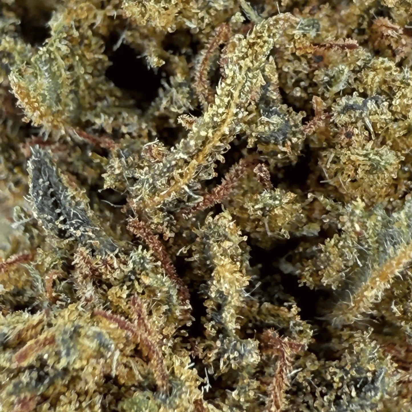 STRAWBERRY - FLEUR DE CBD BIO les plantes de tomine
