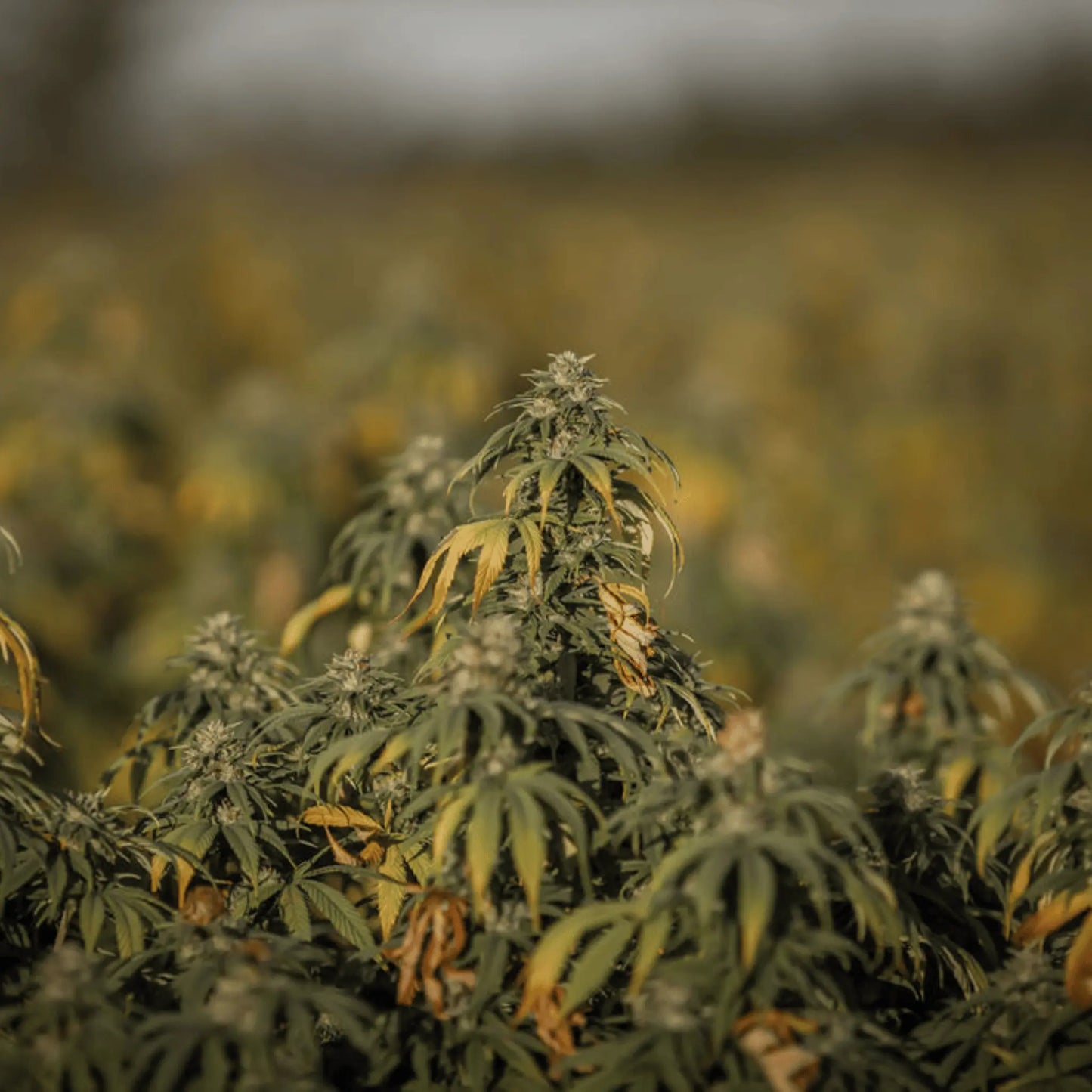 STRAWBERRY - FLEUR DE CBD BIO les plantes de tomine