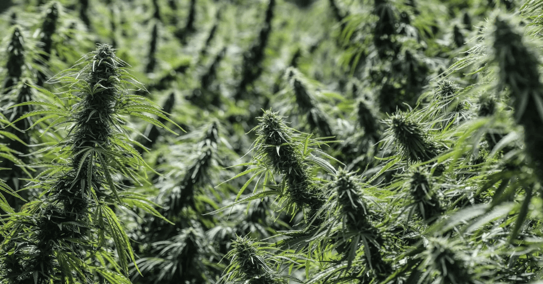 culture de chanvre CBDV en plein champ