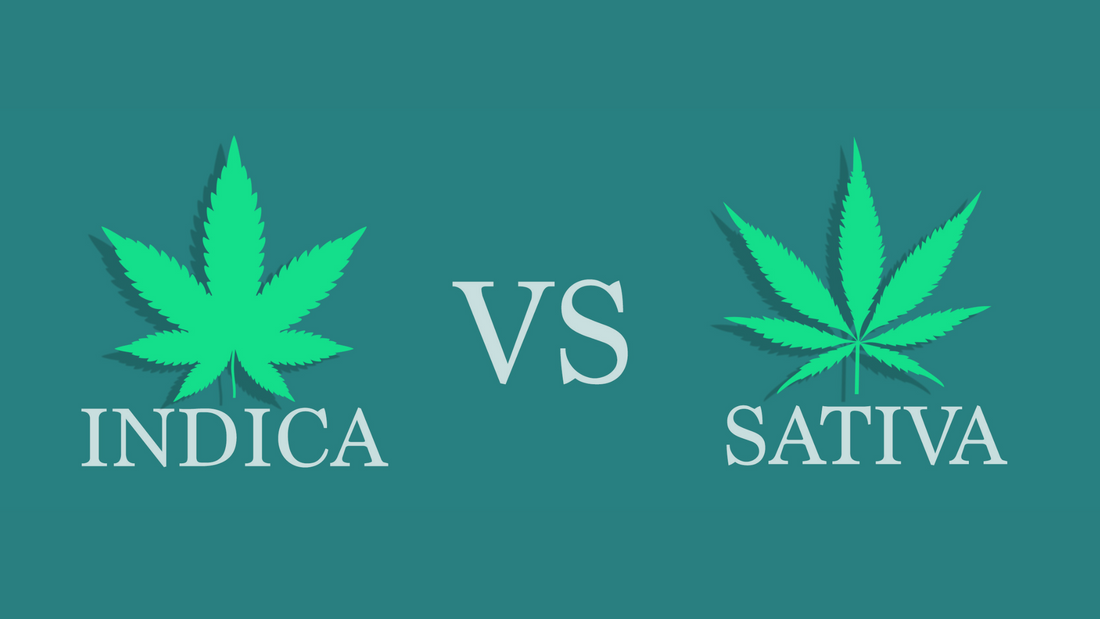 différence entre le cannabis Indica et Sativa