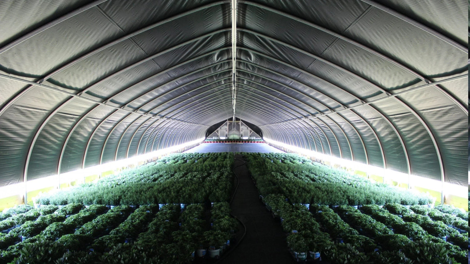 FLEURS DE CBD LIGHT DEP 100% FRANÇAISES