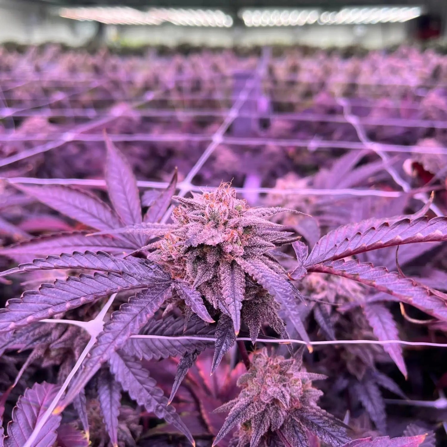 FLEURS DE CBD INDOOR 100% FRANÇAISES (CULTIVÉES EN INTÉRIEUR)