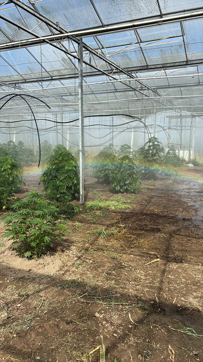 GREEN PEPPER - FLEUR DE CBD ORGANIQUE