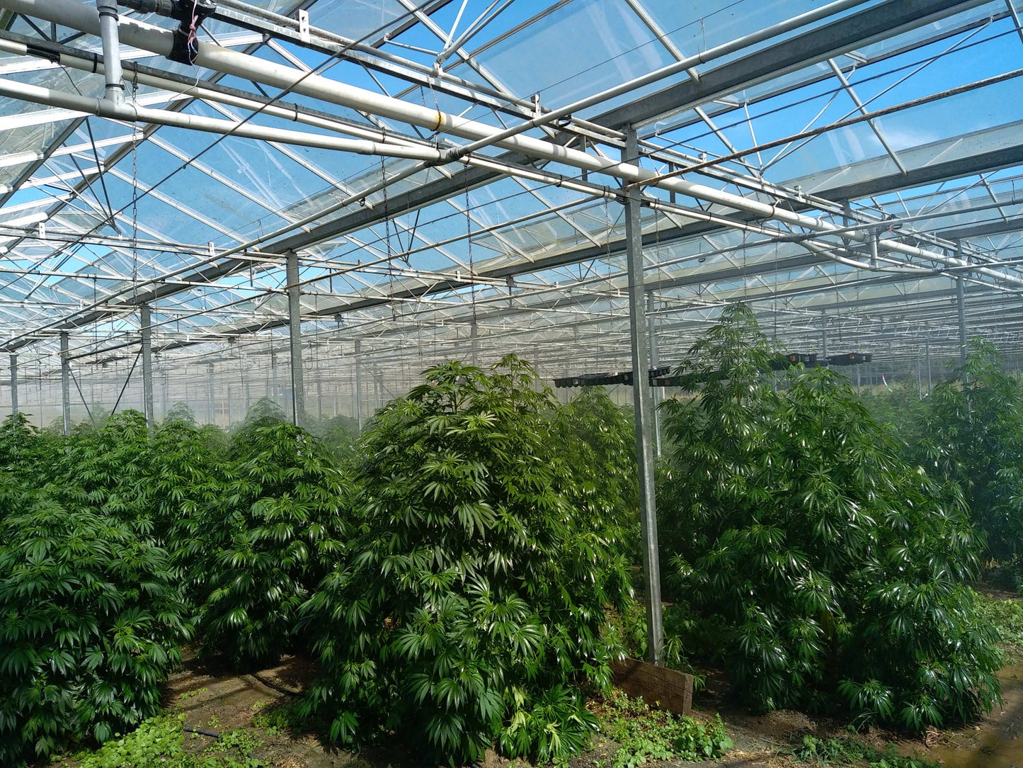 GREEN PEPPER - FLEUR DE CBD ORGANIQUE