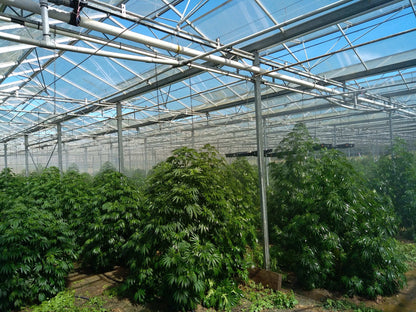 GREEN PEPPER - FLEUR DE CBD ORGANIQUE