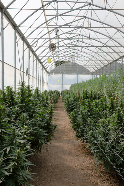 MANGO - FLEUR DE CBD BIO