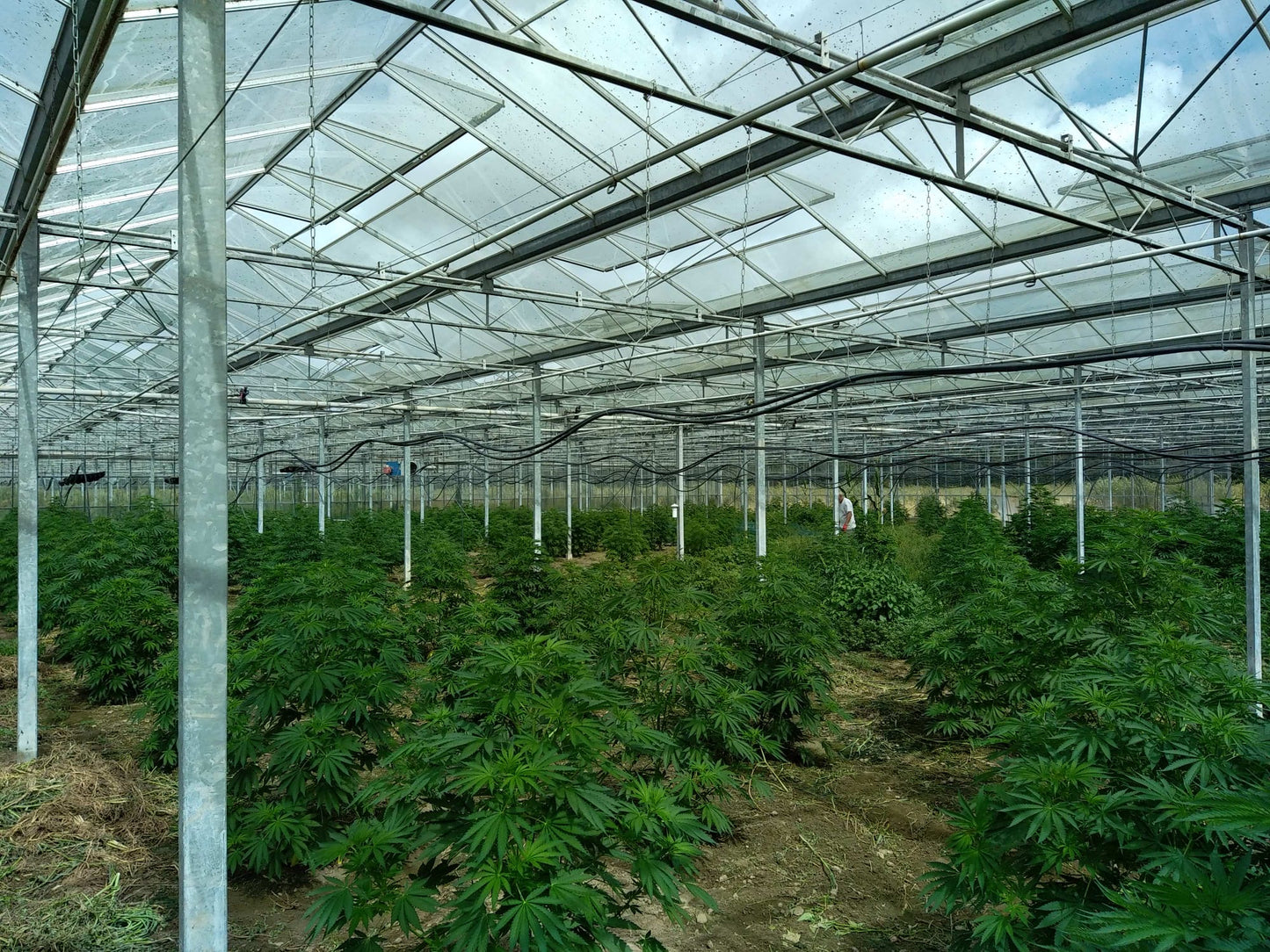 GREEN PEPPER - FLEUR DE CBD ORGANIQUE