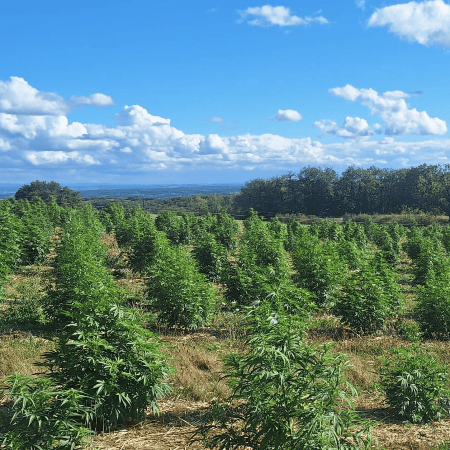 TROPICAL FRUIT SCOOPS - FLEUR DE CBD BIO