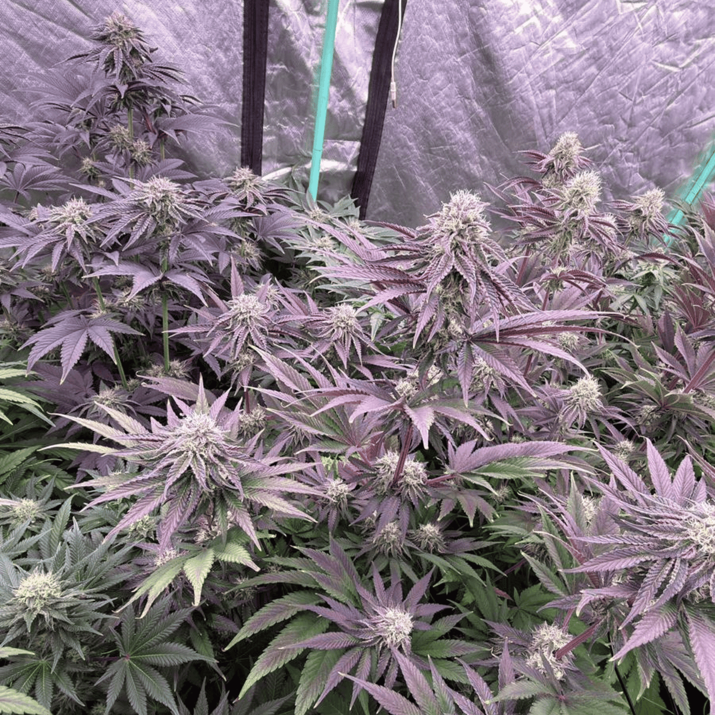 TROPIC SUNSET - FLEUR DE CBD - INDOOR