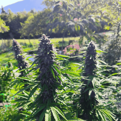 AMNESIA - FLEUR DE CBD ORGANIQUE