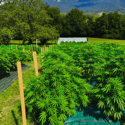 AMNESIA - FLEUR DE CBD ORGANIQUE