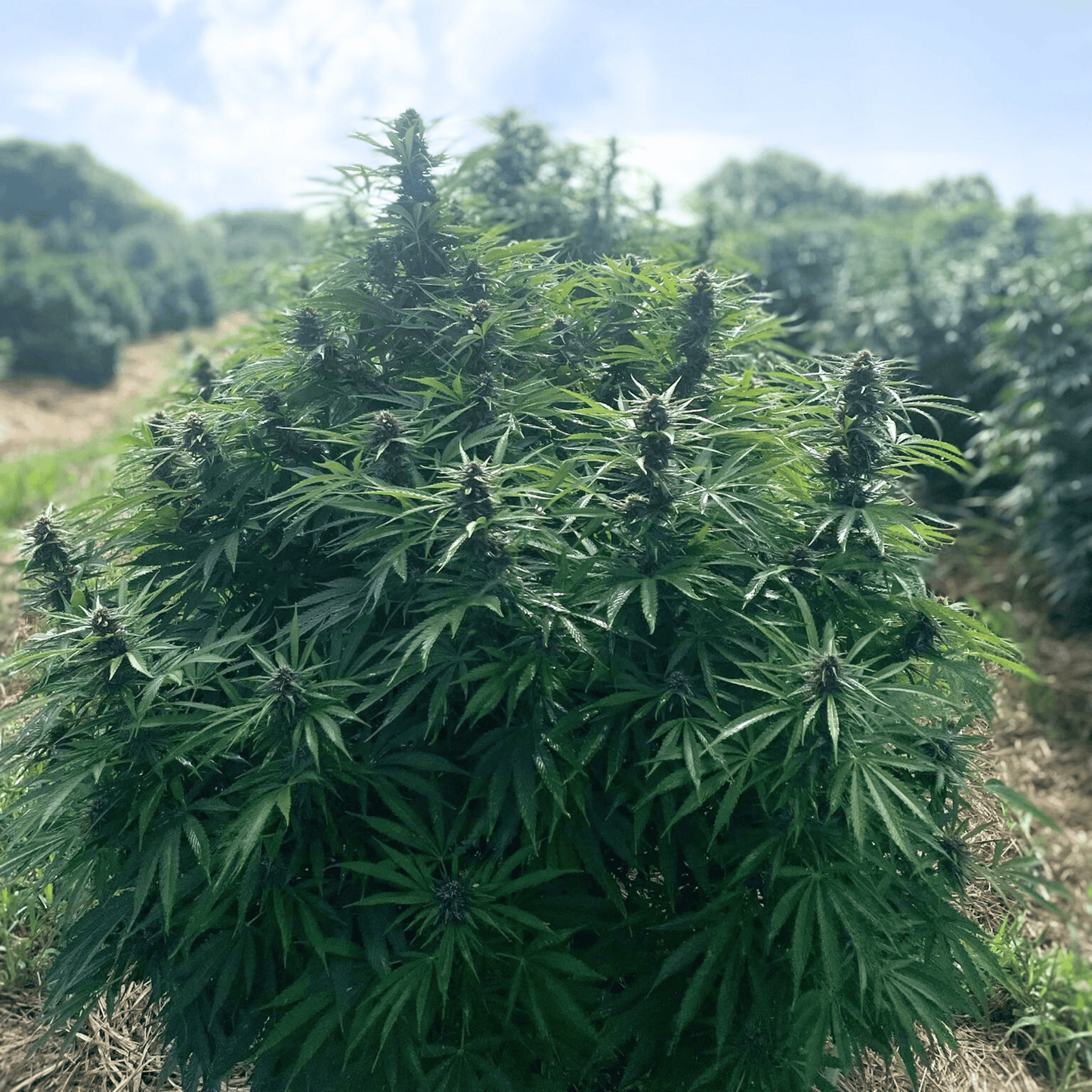 SUPER LEMON HAZE - FLOR DE CBD ORGÁNICO