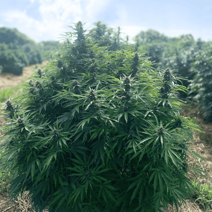 SUPER LEMON HAZE - FLOR DE CBD ORGÁNICO