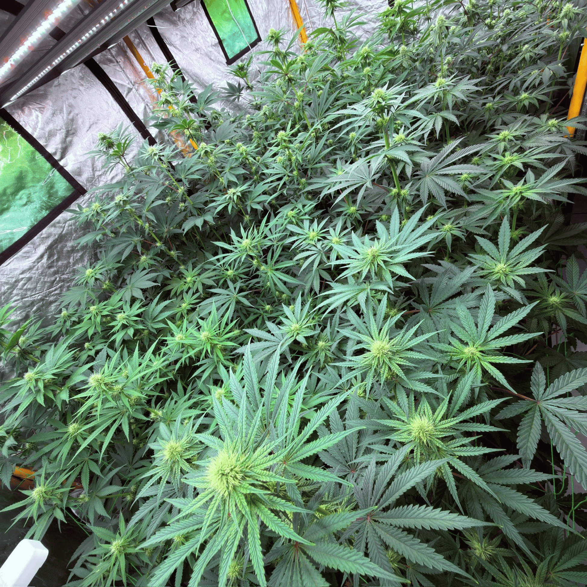 Culture CBD Indoor (Amour de Chanvre)