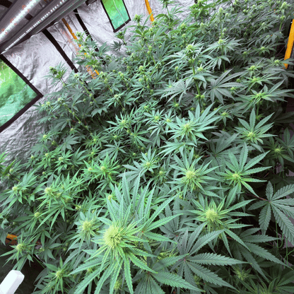 Culture CBD Indoor (Amour de Chanvre)