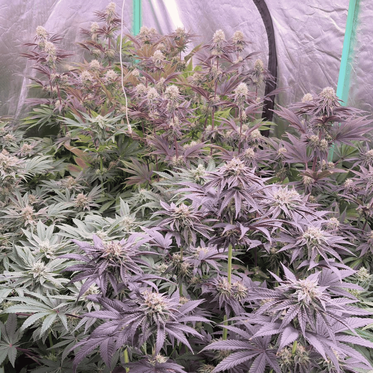 STRAWBERRY SQUEEZE - FLEUR DE CBD - INDOOR