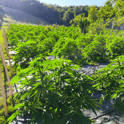 AMNESIA - FLEUR DE CBD ORGANIQUE