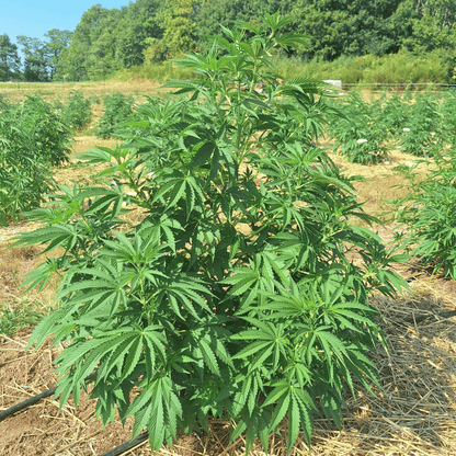 MERENGUE AZUL - FLOR DE CBD ORGÁNICO