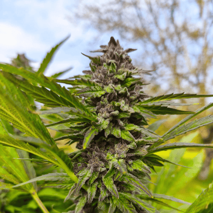 AMNESIA - FLEUR DE CBD ORGANIQUE
