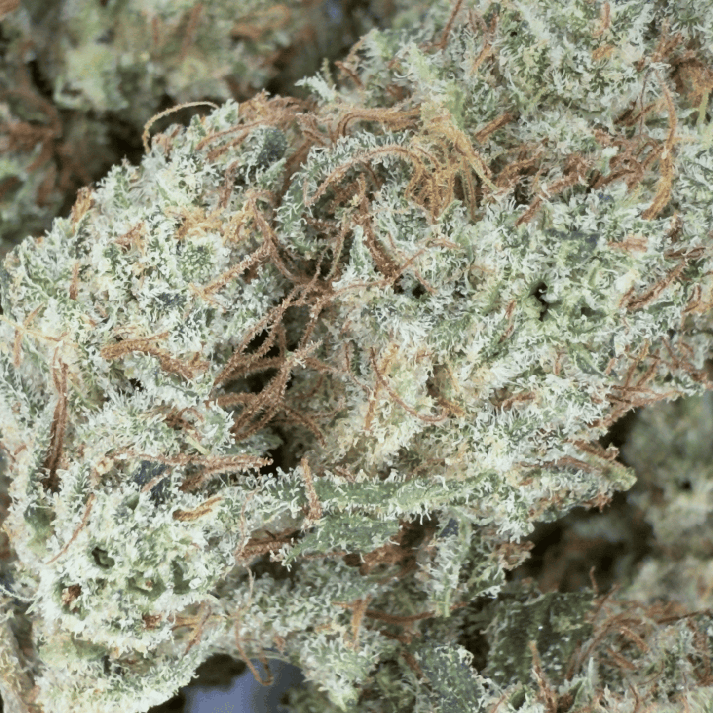 LEMENTOS - FLEUR DE CBD BIO - LIGHT DEP