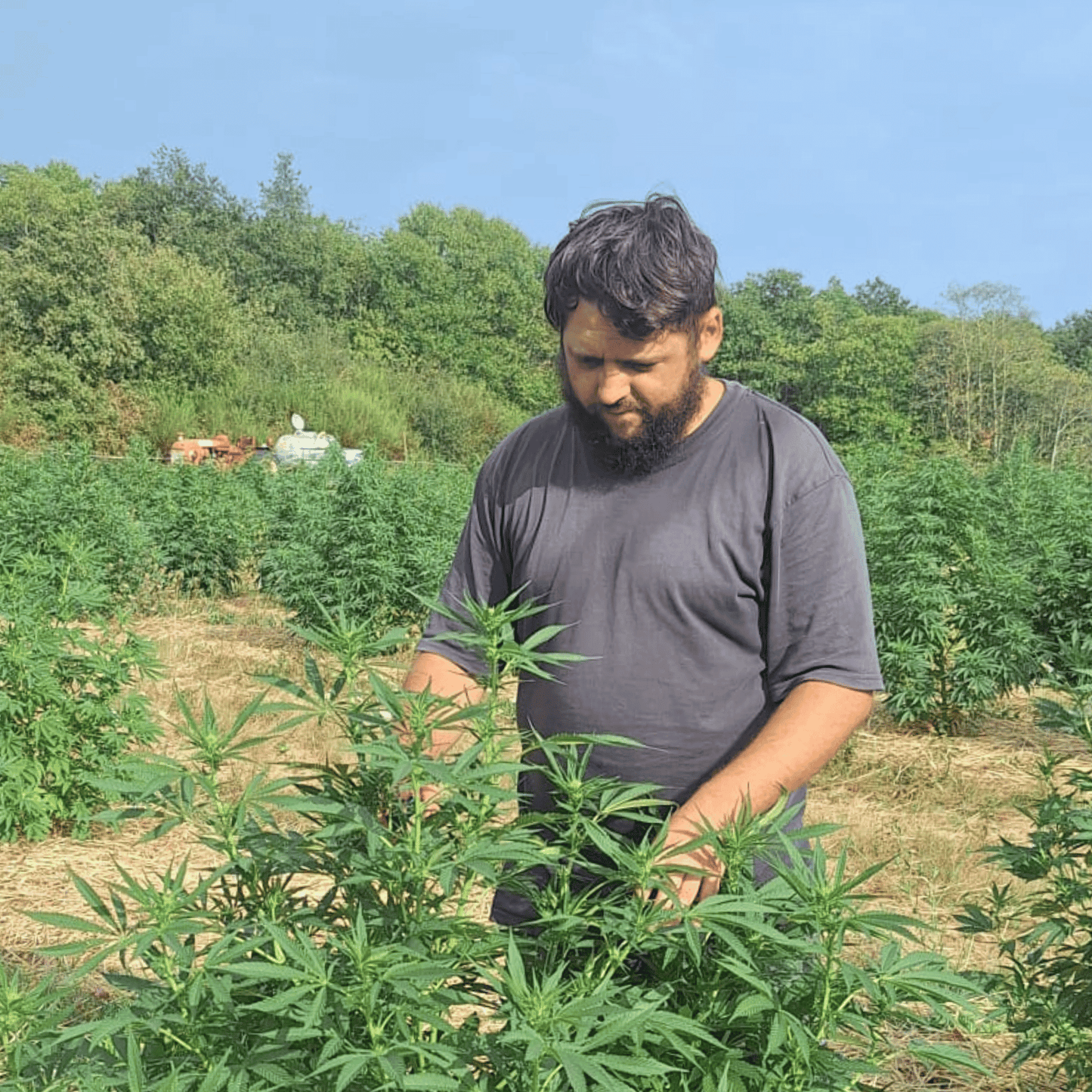 SKUNK - FLEUR DE CBD BIO