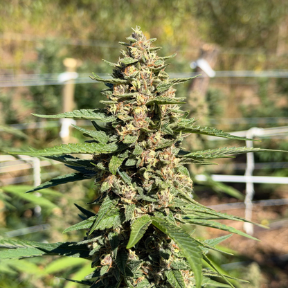 SUVER HAZE - FLEUR DE CBD BIO