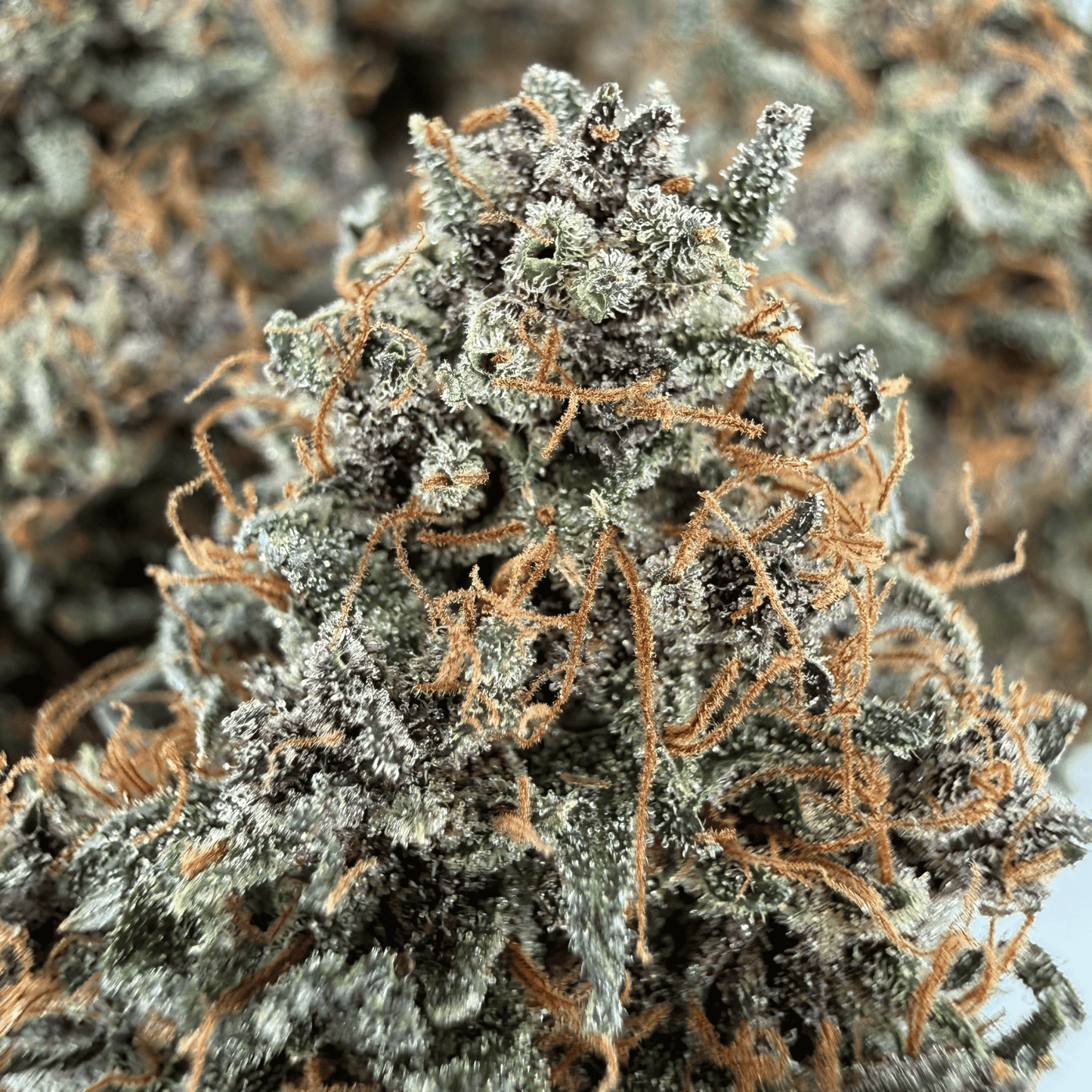 AKATSUKI - FLEUR DE CBD - INDOOR