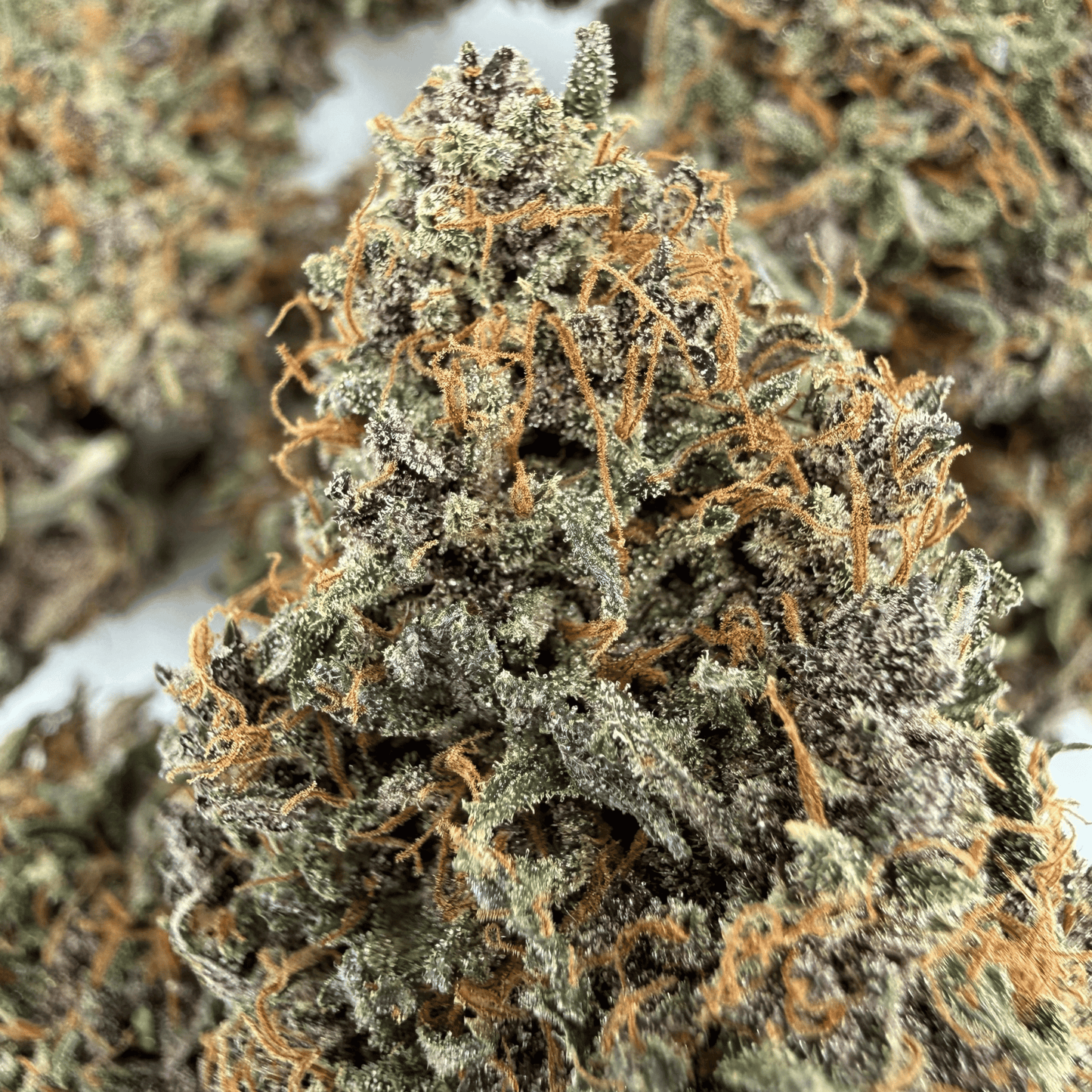 AKATSUKI - FLEUR DE CBD - INDOOR