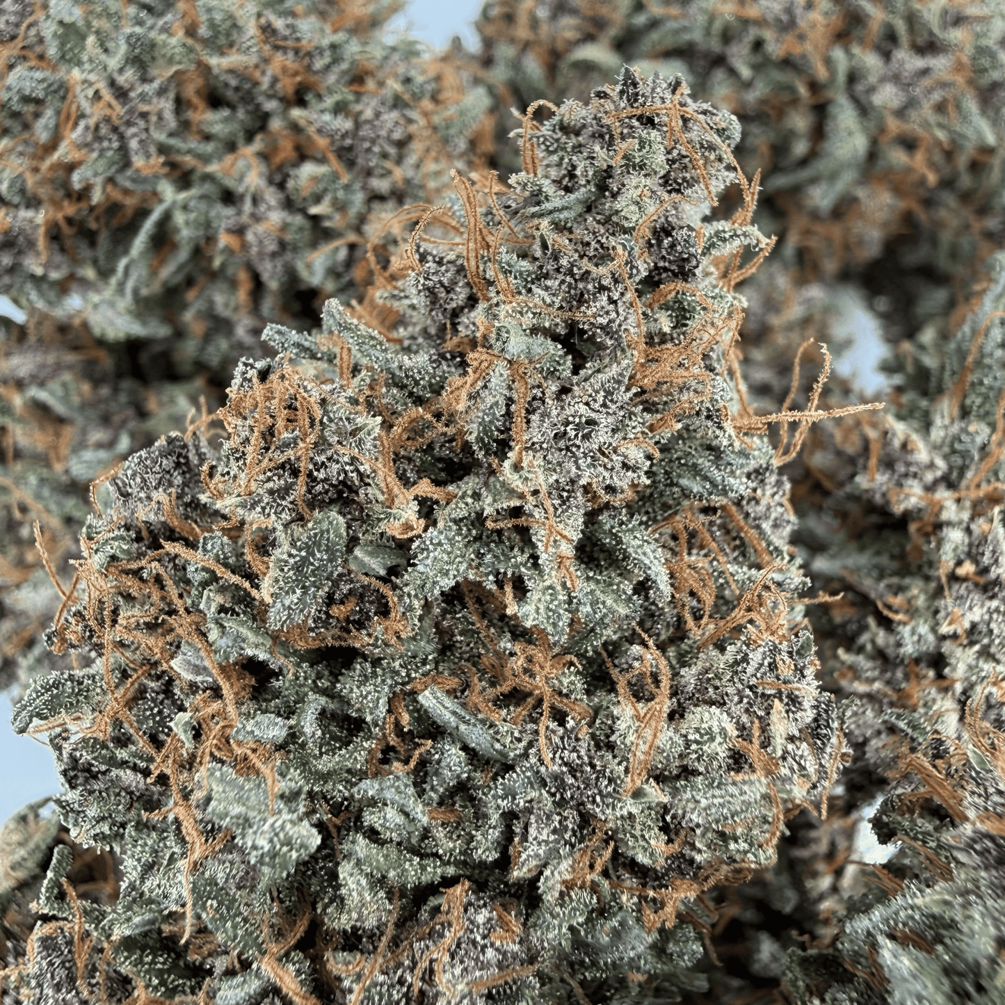 AKATSUKI - FLEUR DE CBD - INDOOR