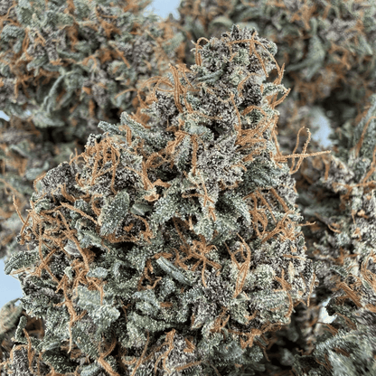 AKATSUKI - FLEUR DE CBD - INDOOR