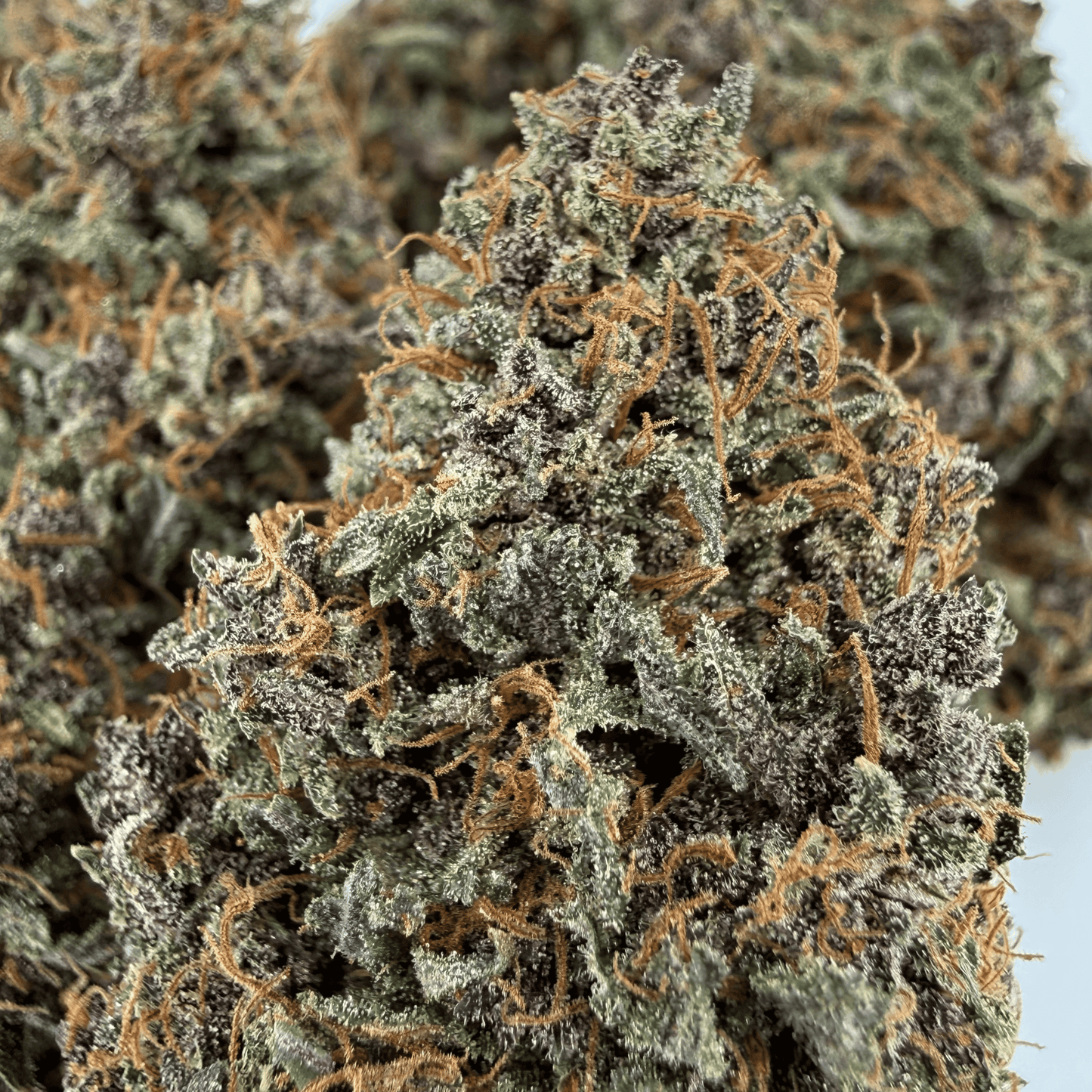 AKATSUKI - FLEUR DE CBD - INDOOR