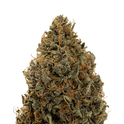 AKATSUKI - FLEUR DE CBD - INDOOR