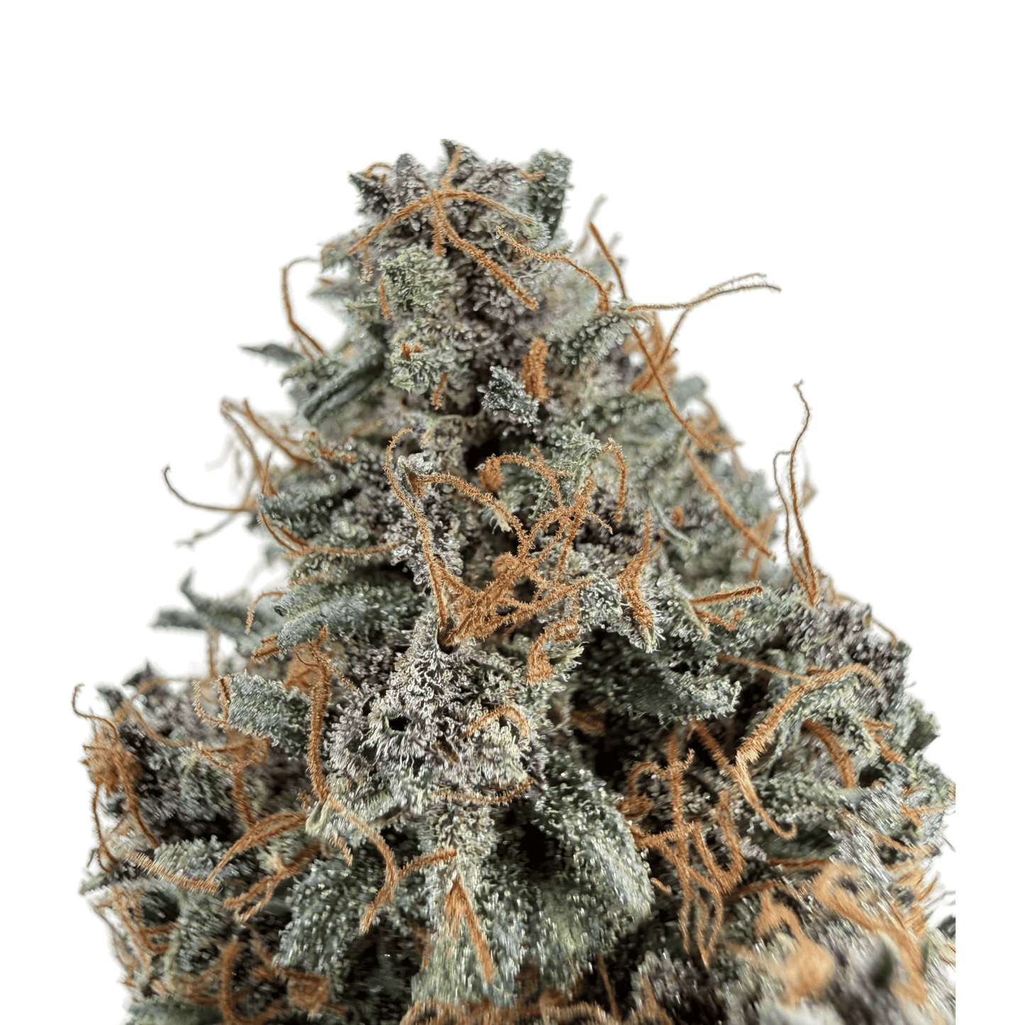 AKATSUKI - FLEUR DE CBD - INDOOR