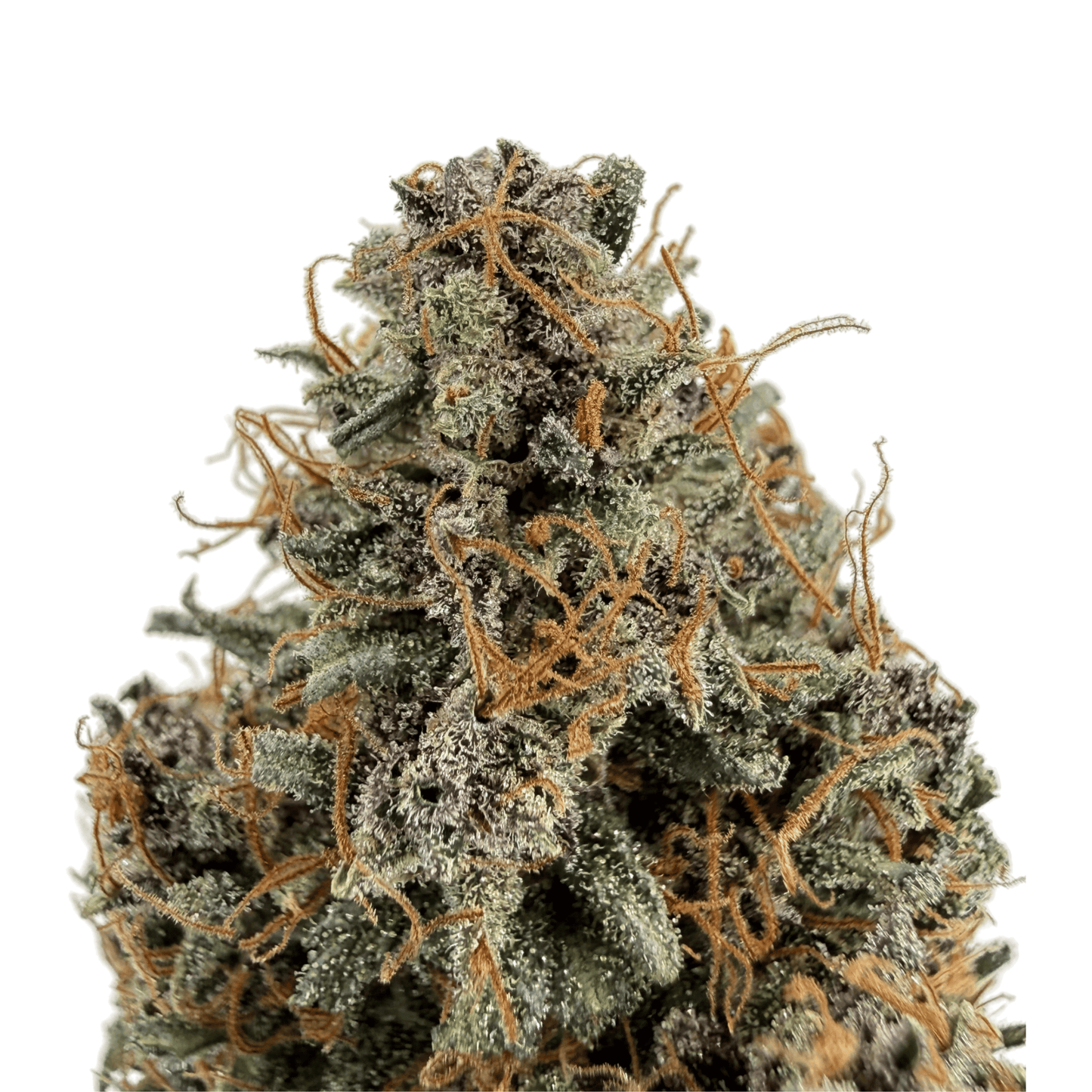 AKATSUKI - FLEUR DE CBD - INDOOR