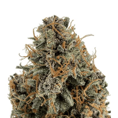 AKATSUKI - FLEUR DE CBD - INDOOR