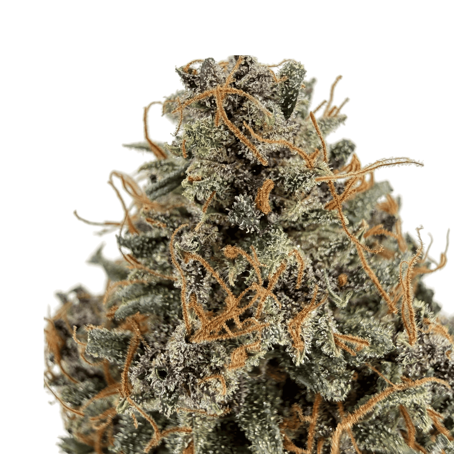 AKATSUKI - FLEUR DE CBD - INDOOR