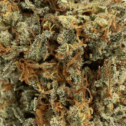 ALLIUM OG - FLEUR DE CBD BIO - LIGHT DEP