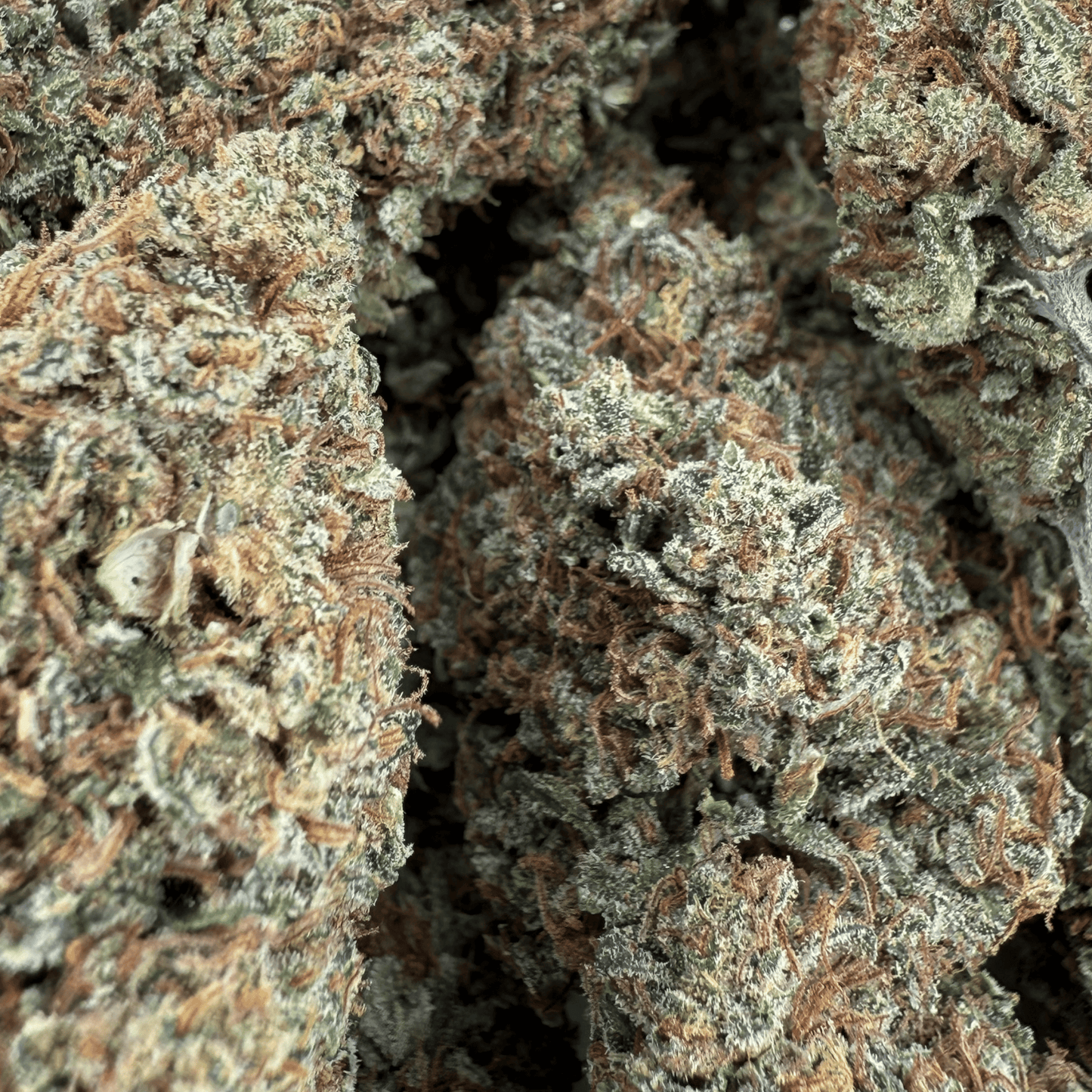 ALLIUM OG - FLEUR DE CBD BIO - LIGHT DEP
