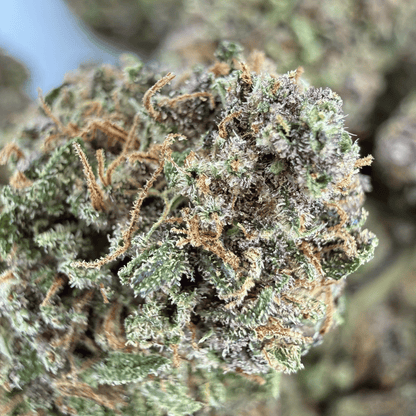 AMNESIA - FLEUR DE CBD ORGANIQUE