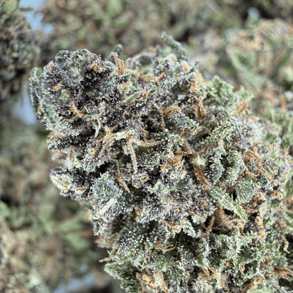 AMNESIA - FLEUR DE CBD ORGANIQUE