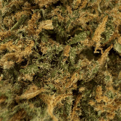 AMNESIA - FLEUR DE CBD ORGANIQUE
