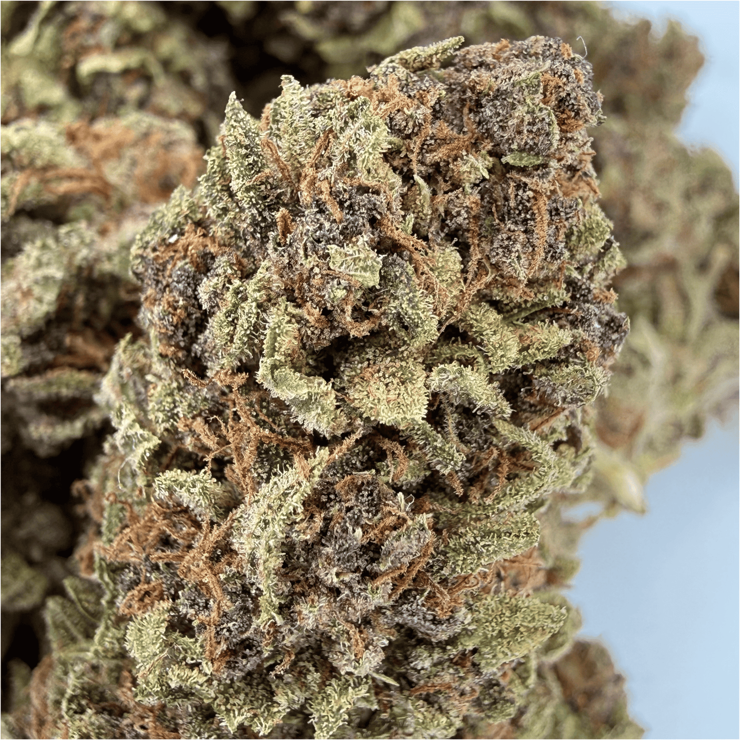 ARDÈCH'OZ - FLEUR DE CBD BIO