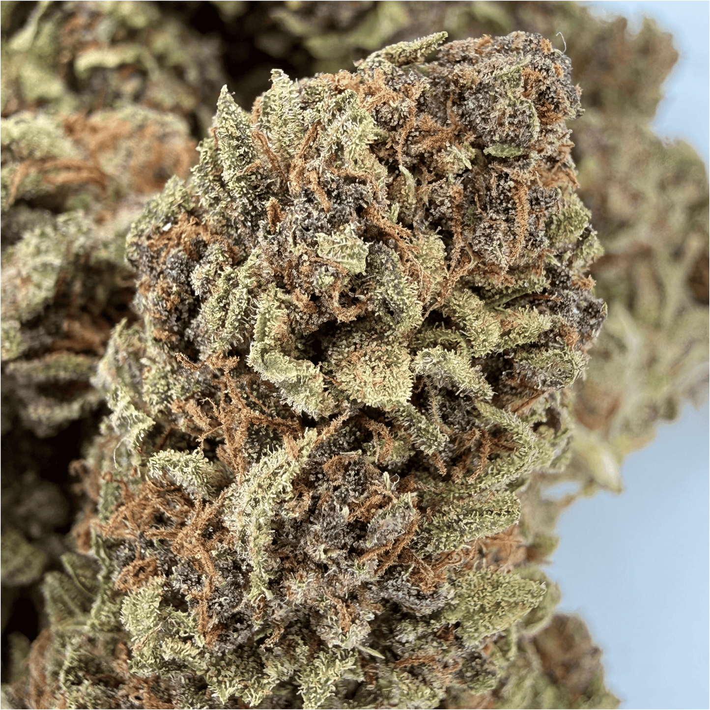 ARDÈCH'OZ - FLEUR DE CBD BIO