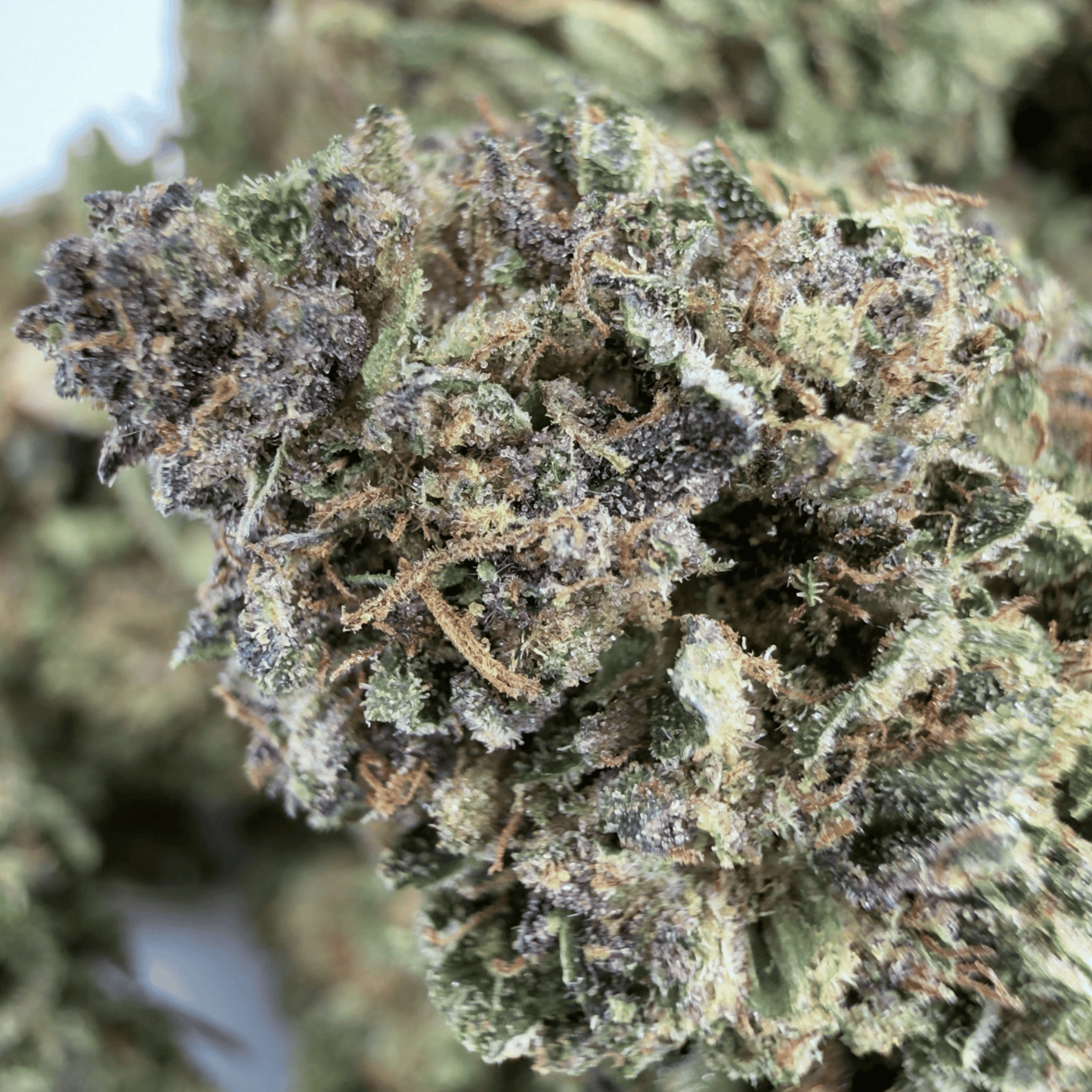 BANANA DAIQUIRI - FLEUR DE CBD BIO